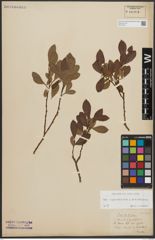 Foto von Salix appendiculata Vill. x Salix waldsteiniana Willd.